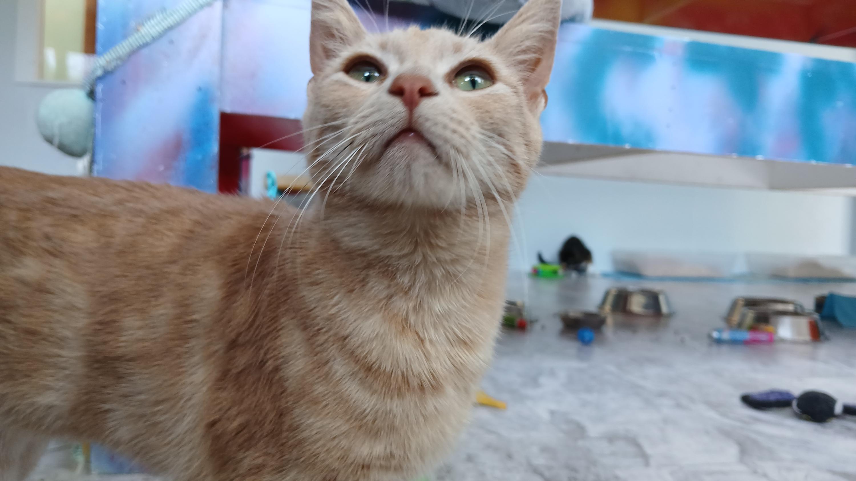 Enlarge Morwenna, a Adoptable Domestic Short Hair in Cullowhee, NC image 4/6