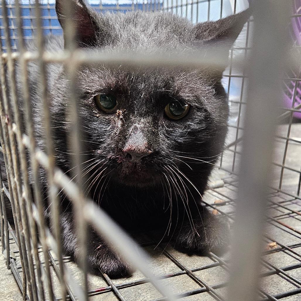 Enlarge Barn Cat 33, a Adoptable American Shorthair in Independence, KS image 1/2