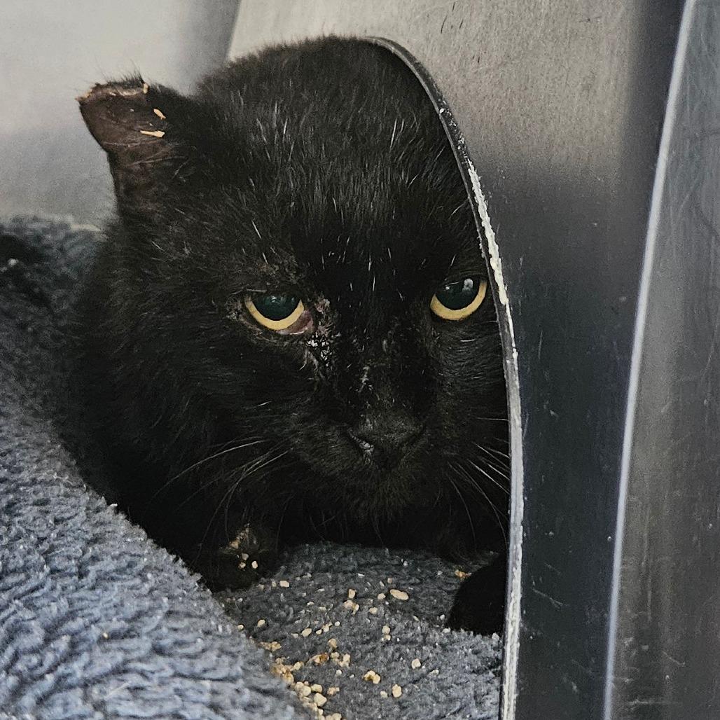 Enlarge Barn Cat 33, a Adoptable American Shorthair in Independence, KS image 2/2