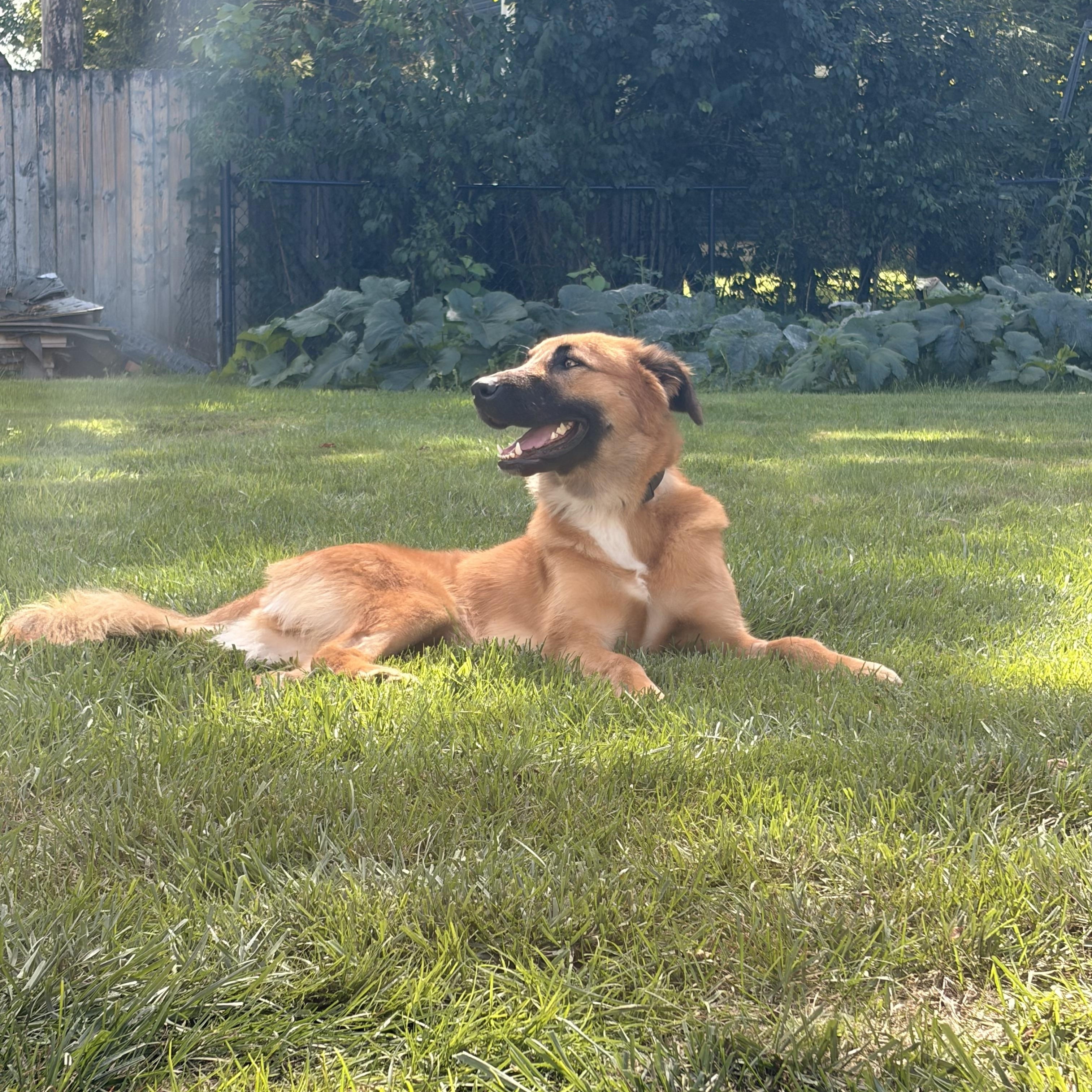 Enlarge FINN, a Adoptable mixed breed in Rossford, OH image 4/6