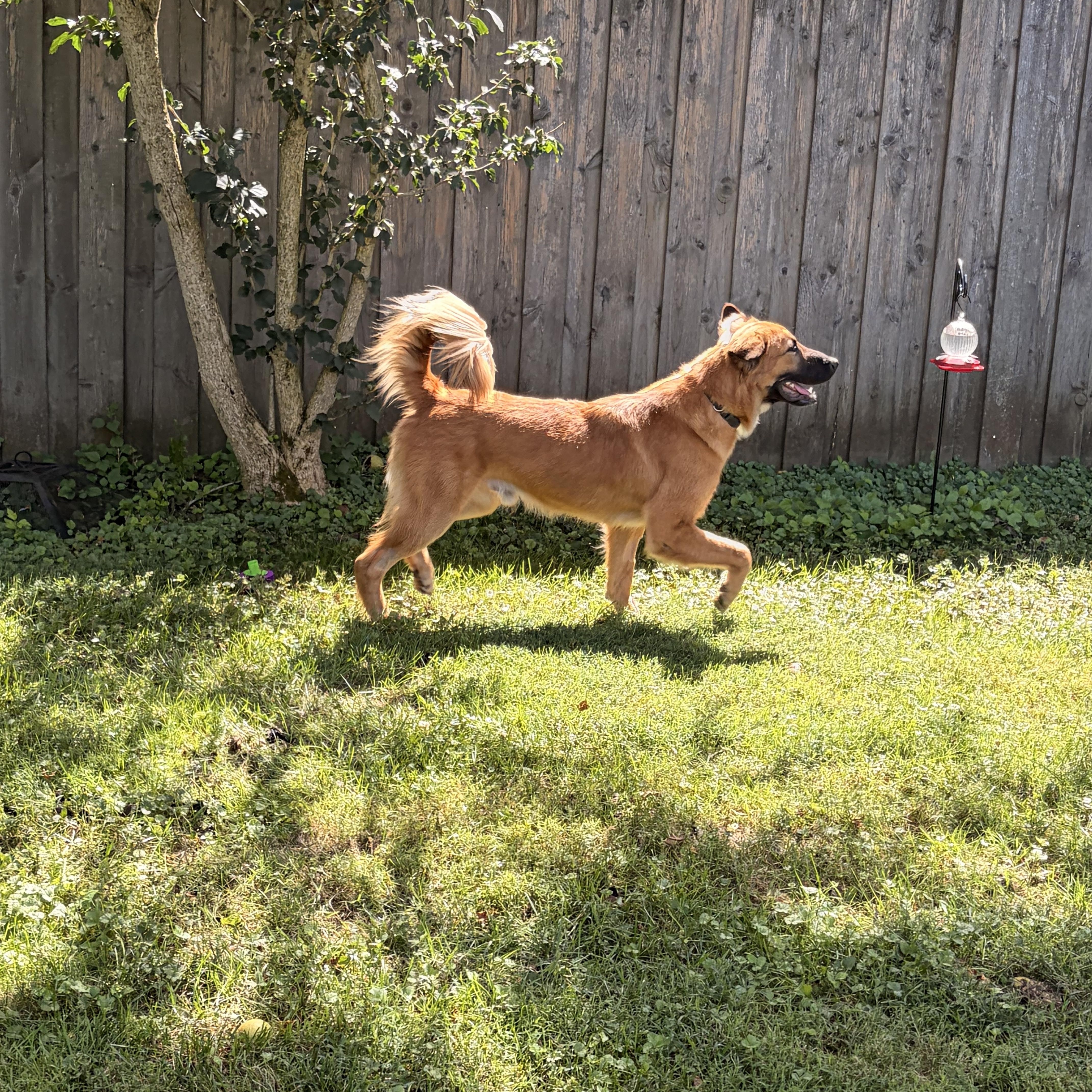 Enlarge FINN, a Adoptable mixed breed in Rossford, OH image 5/6