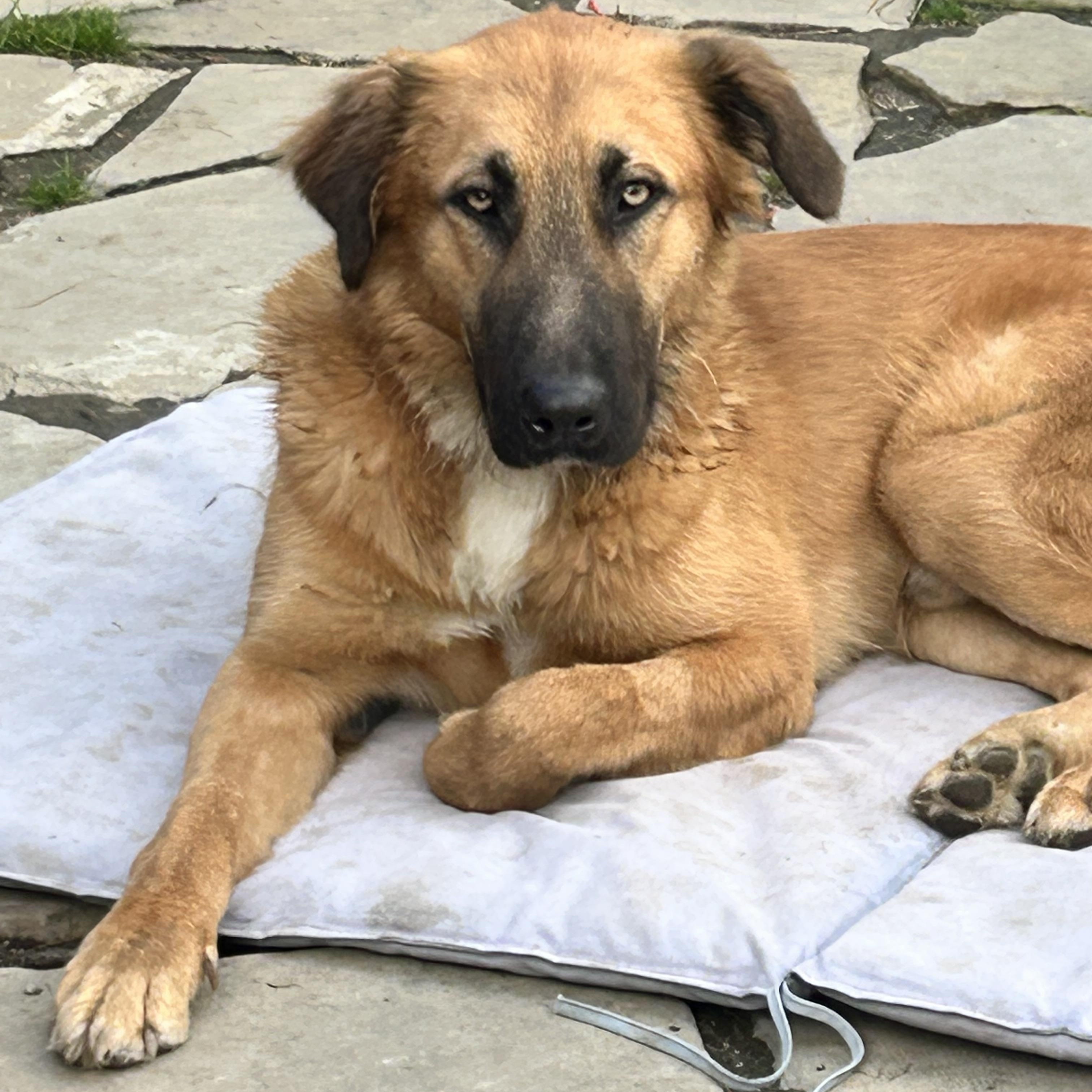 Enlarge FINN, a Adoptable mixed breed in Rossford, OH image 6/6