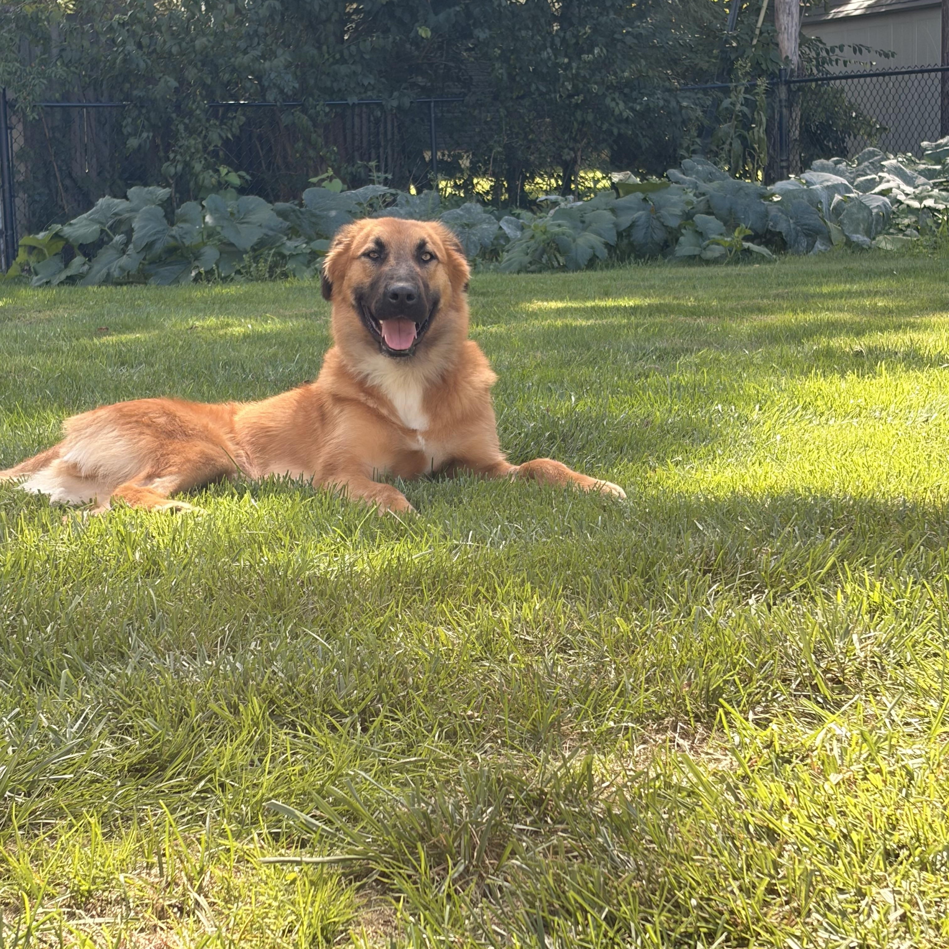 Enlarge FINN, a Adoptable mixed breed in Rossford, OH image 1/6