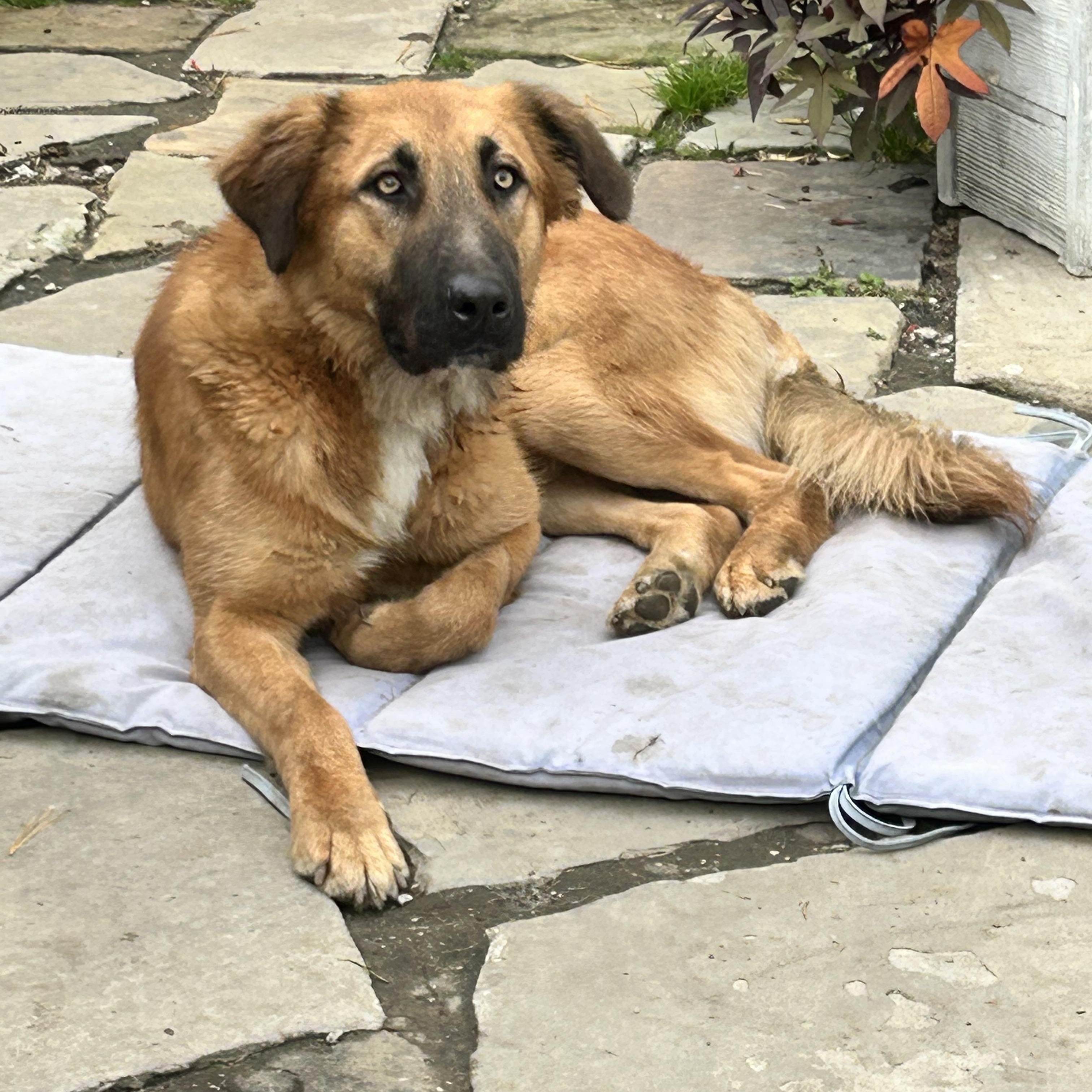 Enlarge FINN, a Adoptable mixed breed in Rossford, OH image 3/6