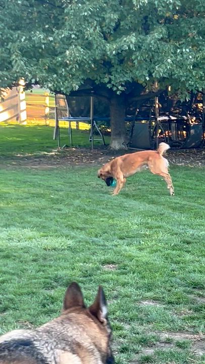 Enlarge FINN, a Adoptable mixed breed in Rossford, OH video 2/6