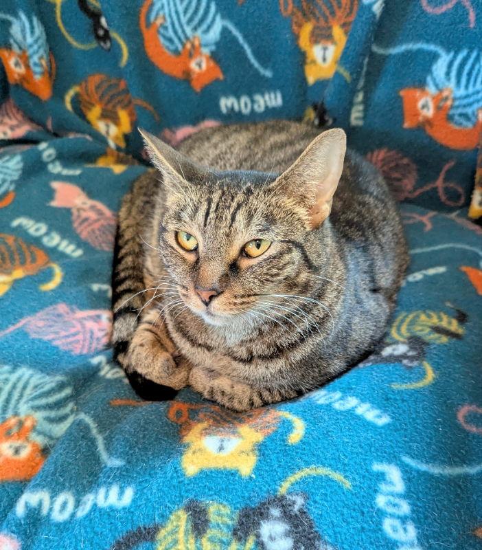 Milky Way, Adoptable, Adult Female Tabby & Domestic Short Hair.