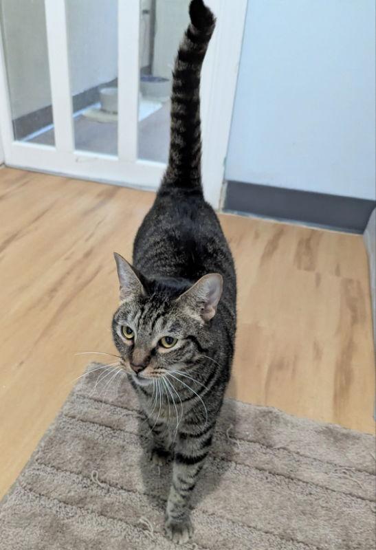 Enlarge Milky Way, a Adoptable mixed breed in Ocala, FL image 2/3