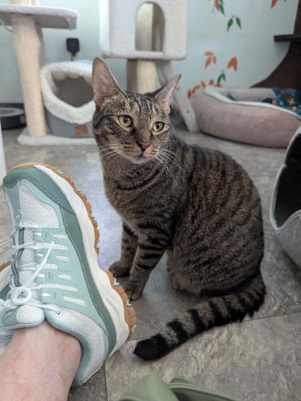 Enlarge Milky Way, a Adoptable mixed breed in Ocala, FL image 3/3