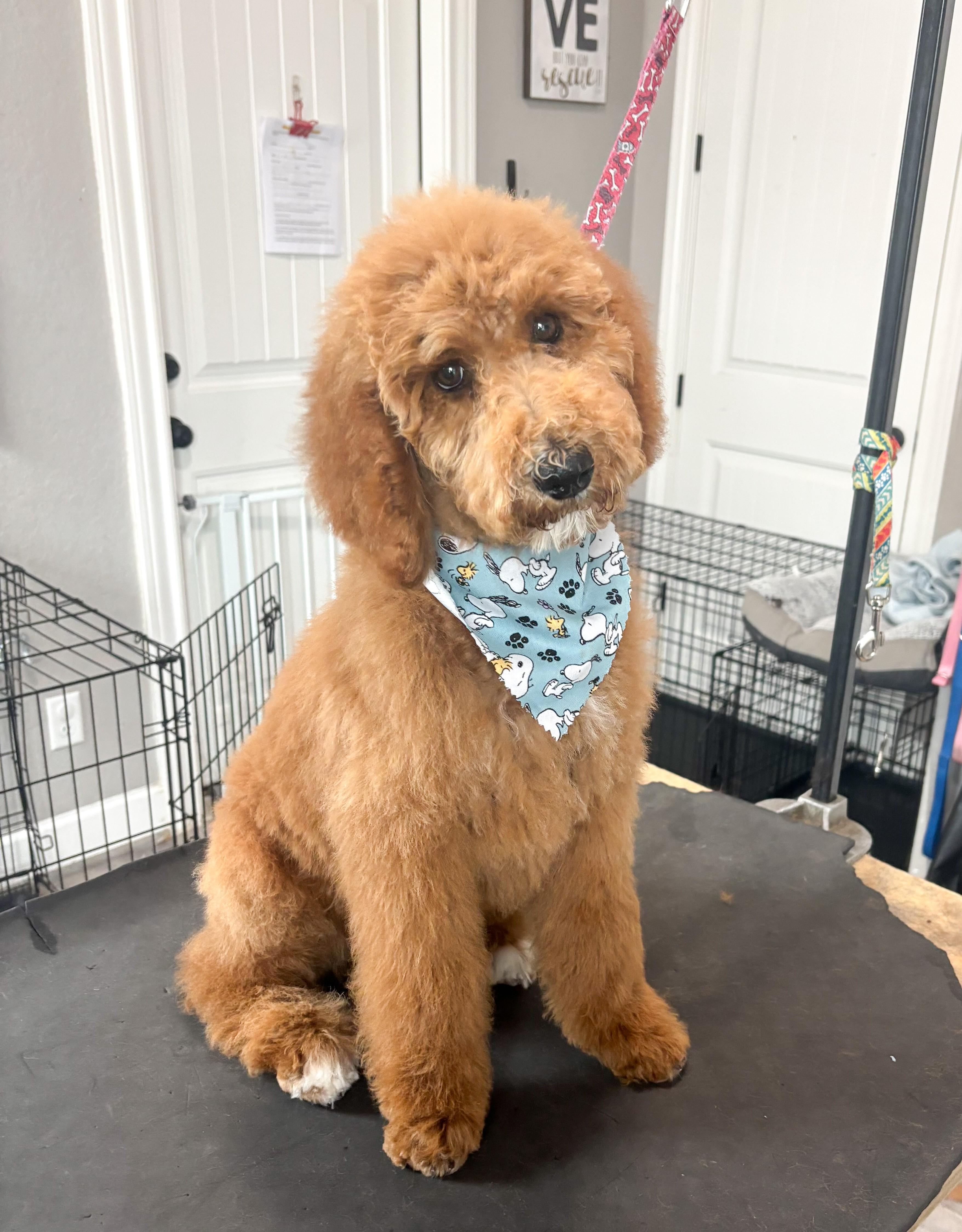 Enlarge Cooper, an adopted Goldendoodle in Southport, CT image 4/6