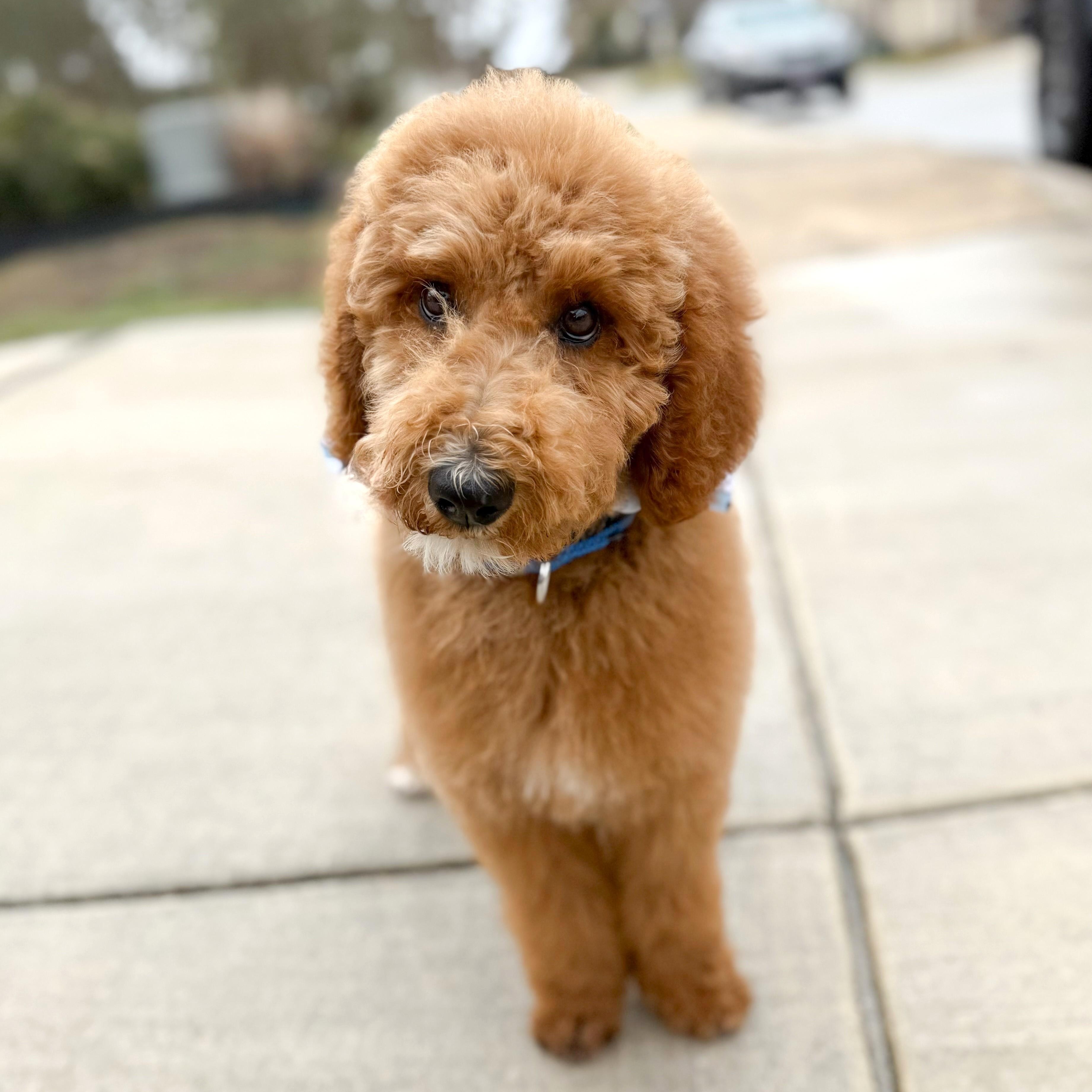 Enlarge Cooper, an adopted Goldendoodle in Southport, CT image 2/6