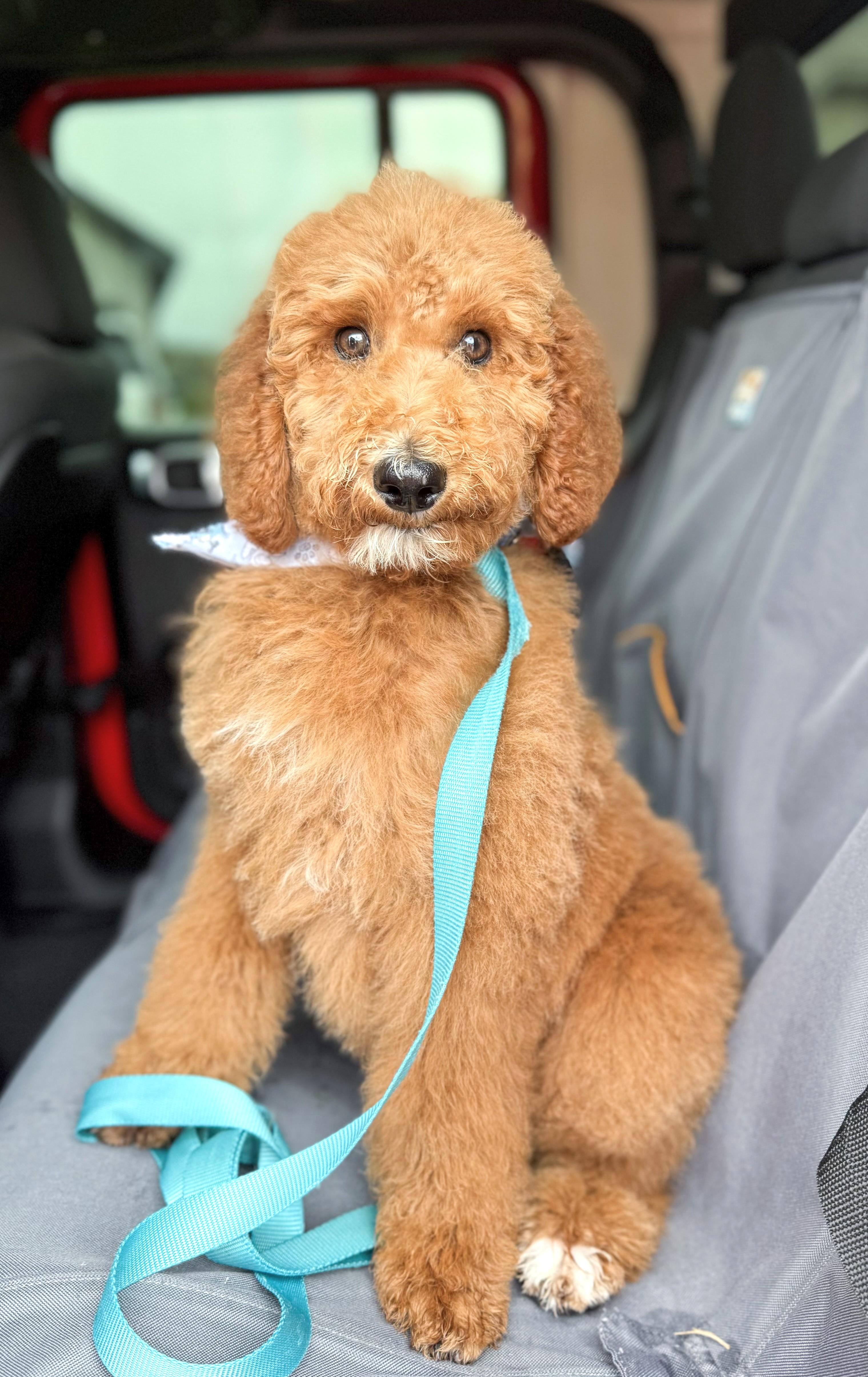 Enlarge Cooper, an adopted Goldendoodle in Southport, CT image 6/6