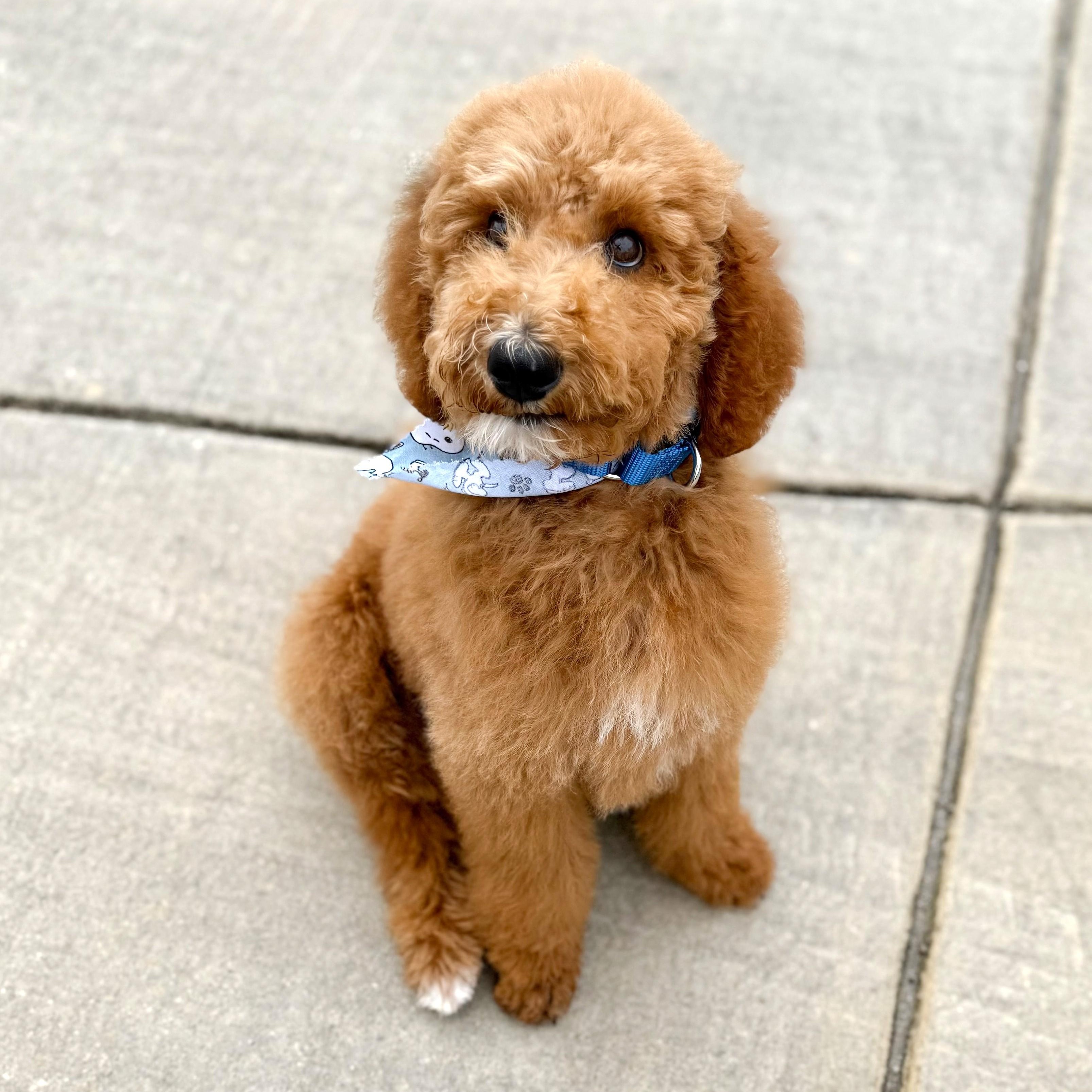 Enlarge Cooper, an adopted Goldendoodle in Southport, CT image 1/6
