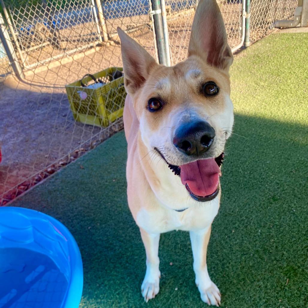 Element, Adoptable, Adult Female Shepherd & Mixed Breed.