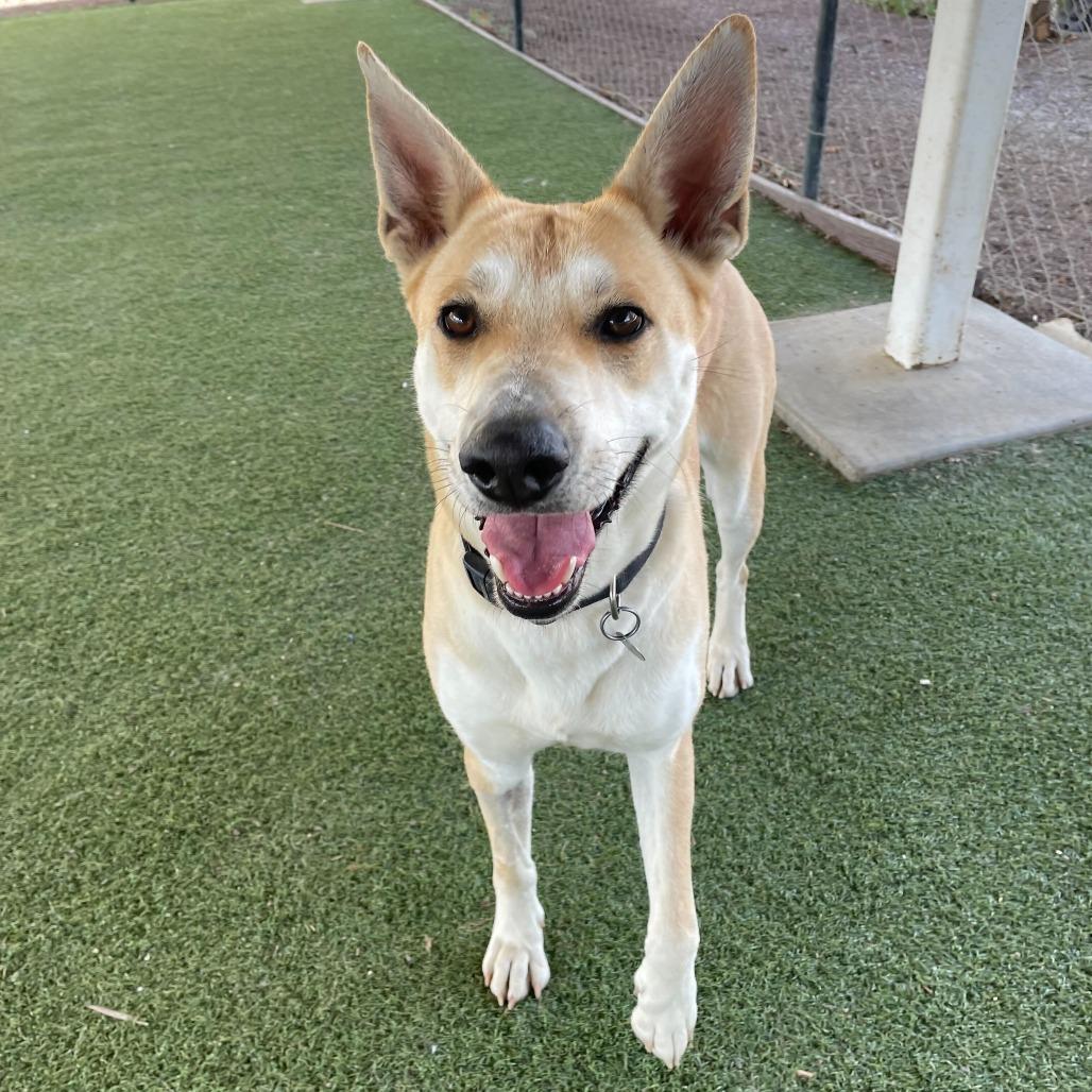 Element, Adoptable, Adult Female Shepherd & Mixed Breed.