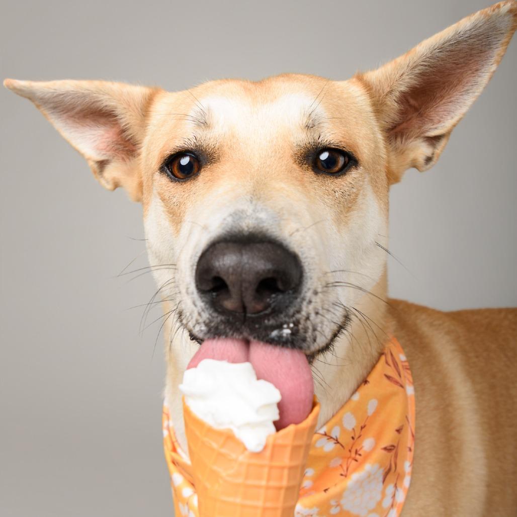Element, a Adoptable mixed breed in Riverside, CA image 1/5