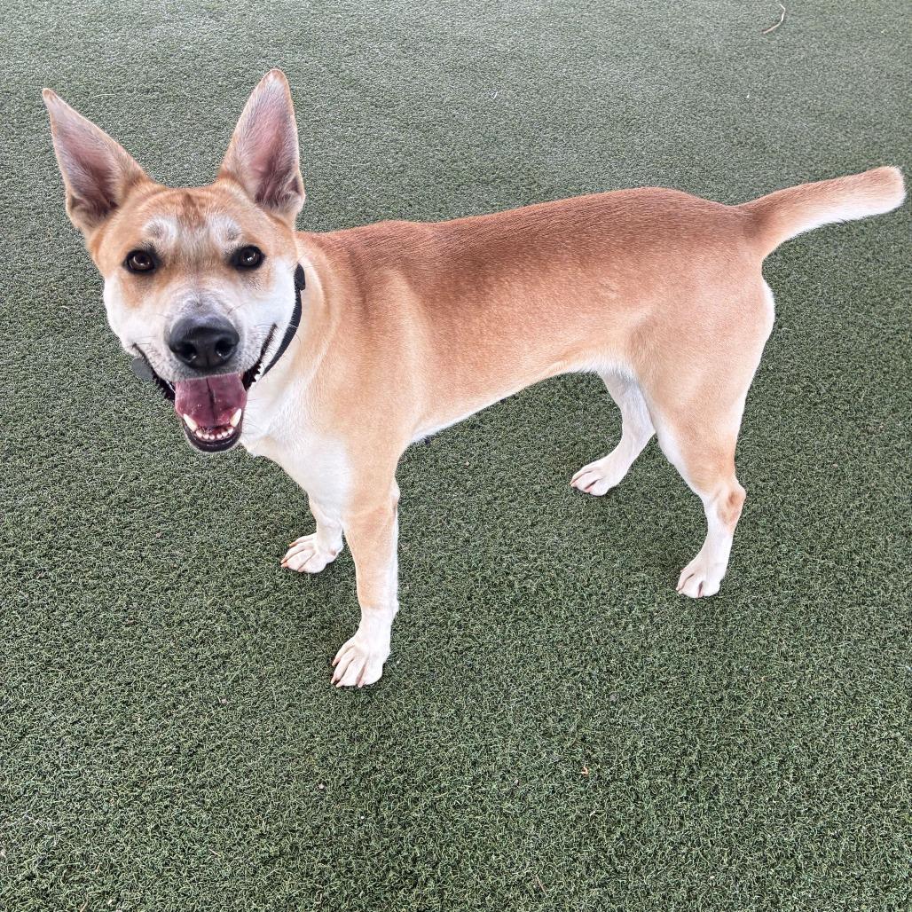 Enlarge Element, a Adoptable mixed breed in Riverside, CA image 2/6