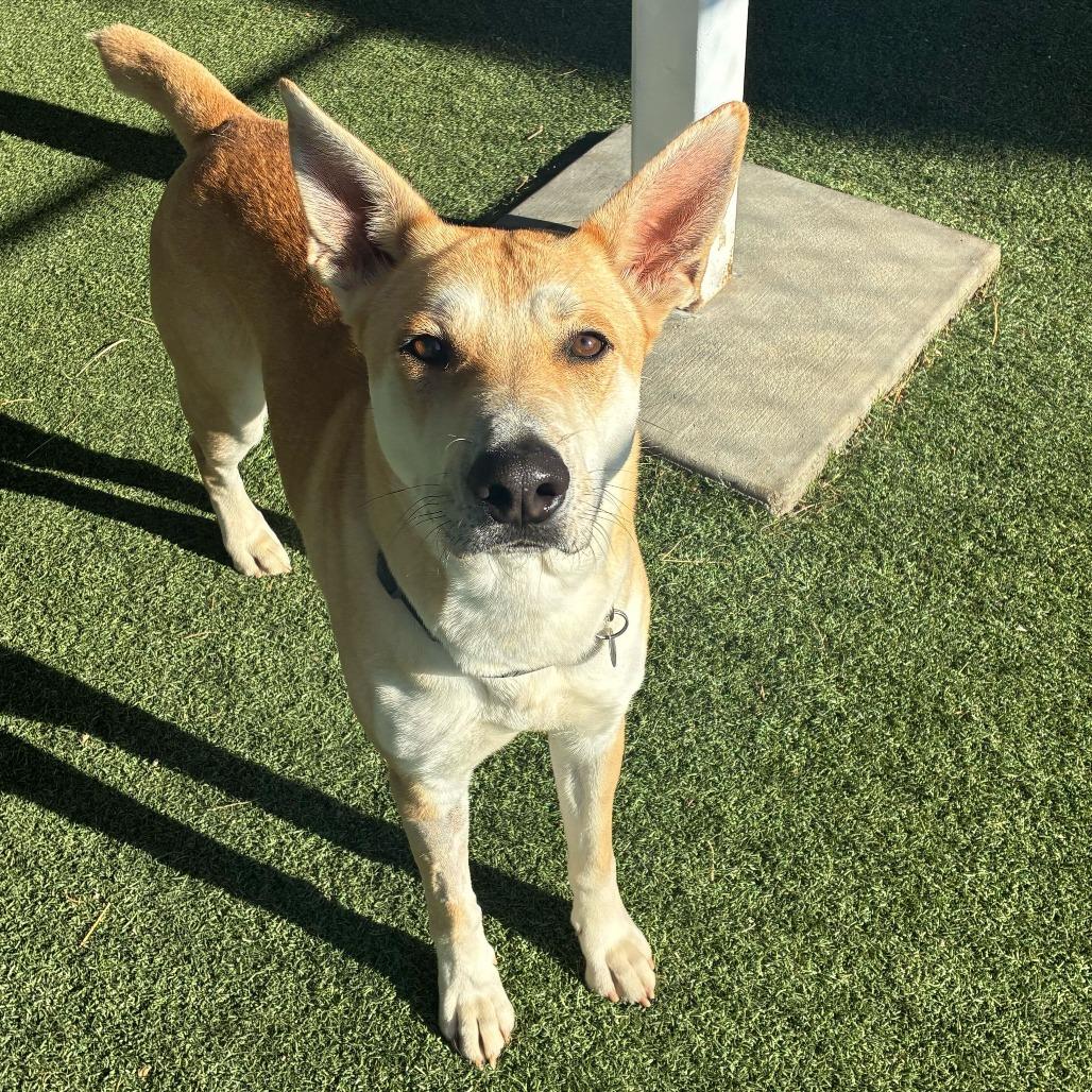 Enlarge Element, a Adoptable mixed breed in Riverside, CA image 1/6