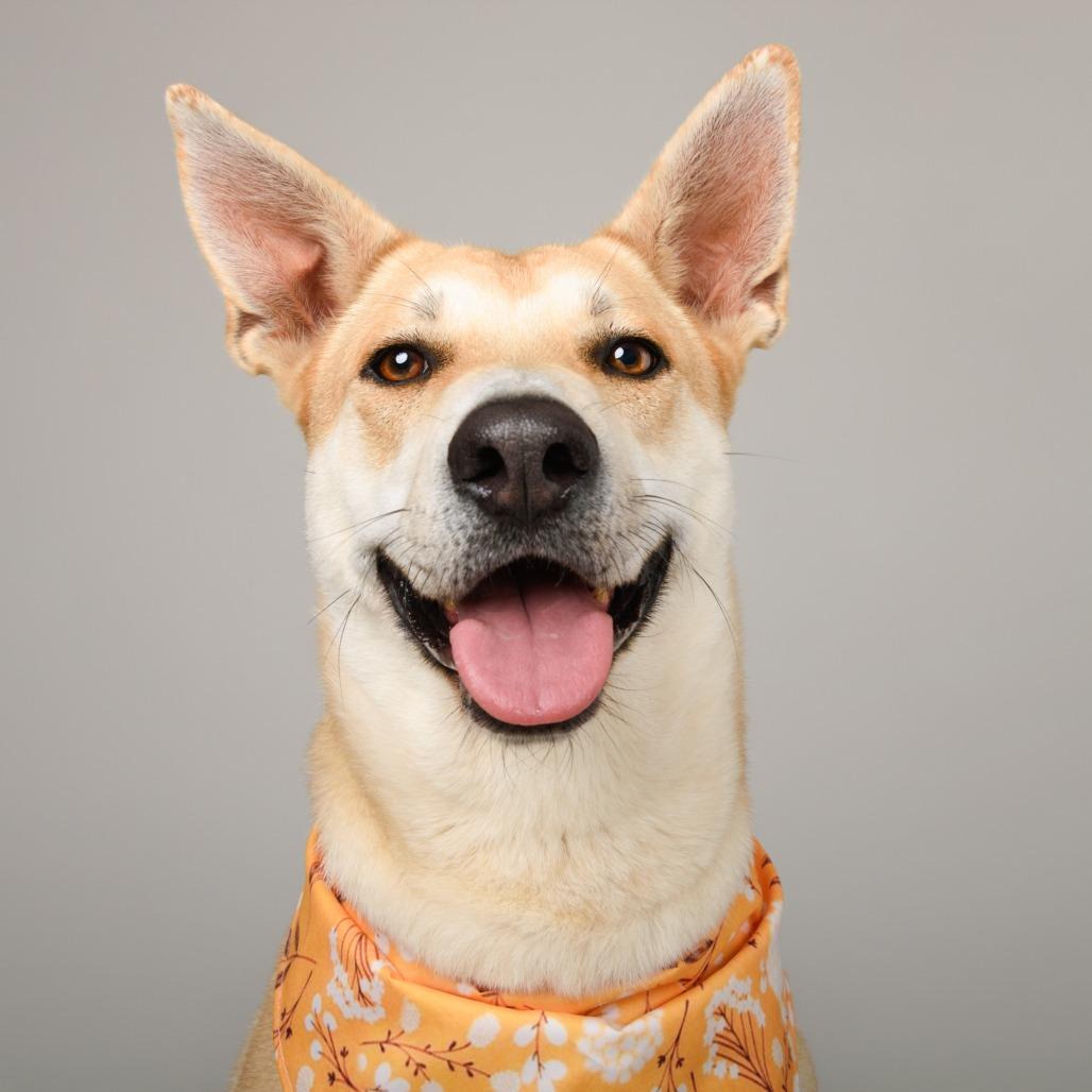 Element, a Adoptable mixed breed in Riverside, CA image 2/5