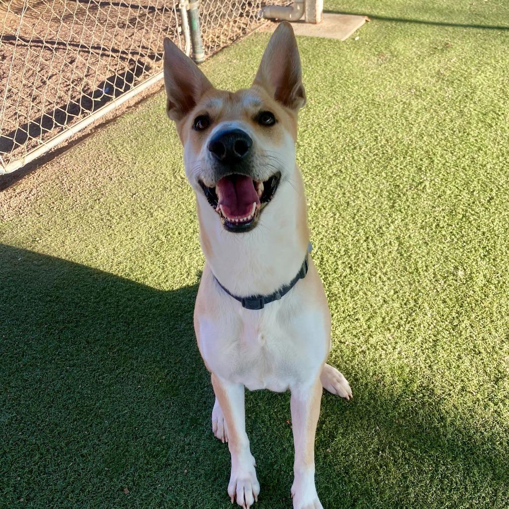 Enlarge Element, a Adoptable mixed breed in Riverside, CA image 2/6