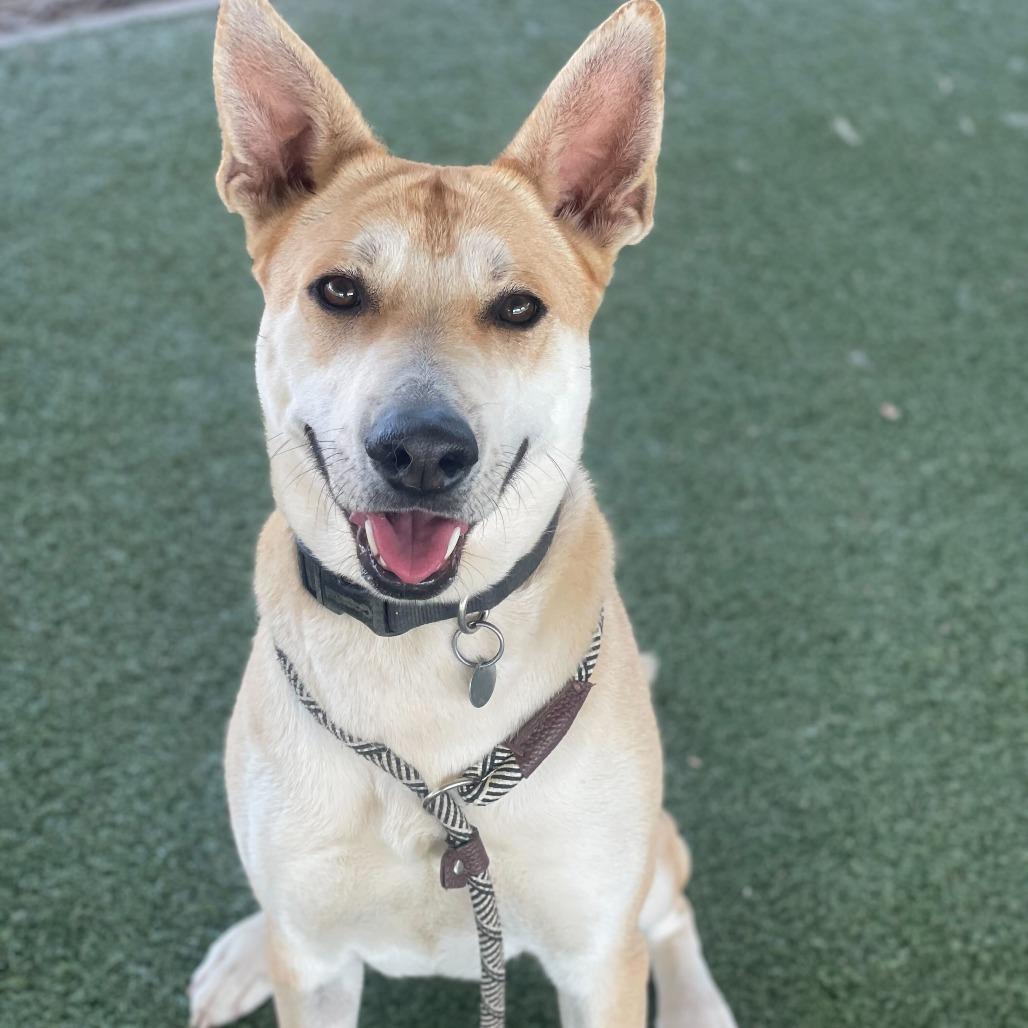 Enlarge Element, a Adoptable mixed breed in Riverside, CA image 4/6