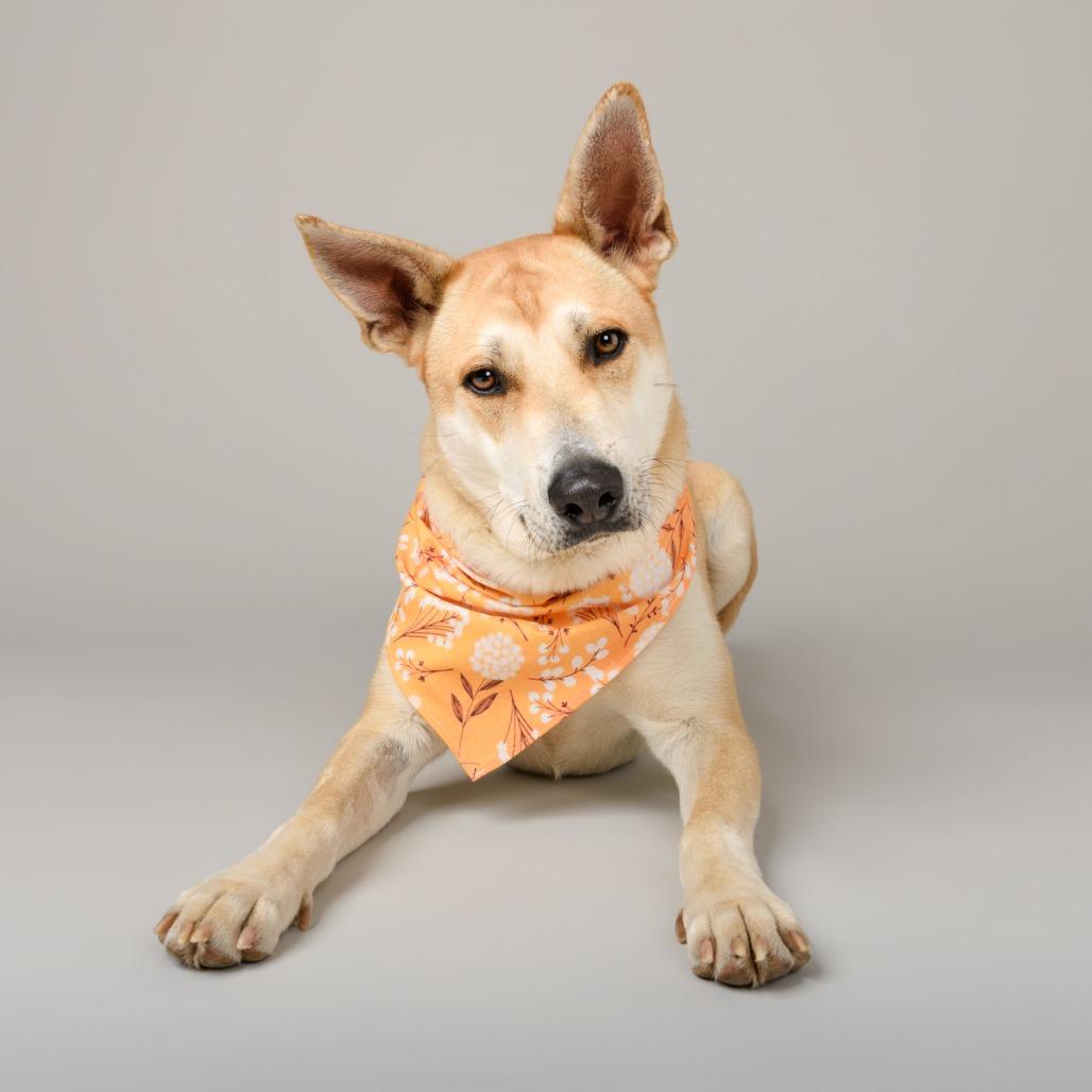 Element, a Adoptable mixed breed in Riverside, CA image 3/5