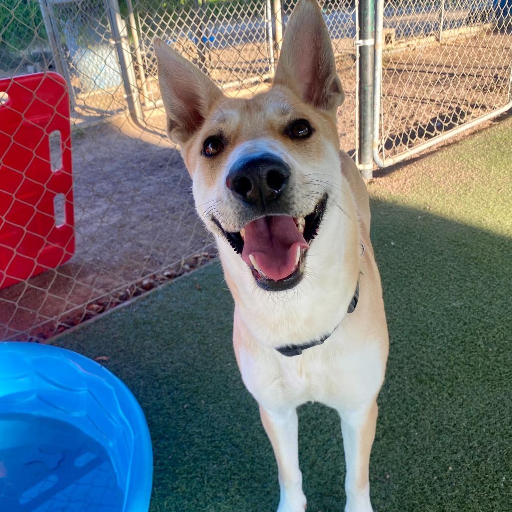 Enlarge Element, a Adoptable mixed breed in Riverside, CA image 3/6