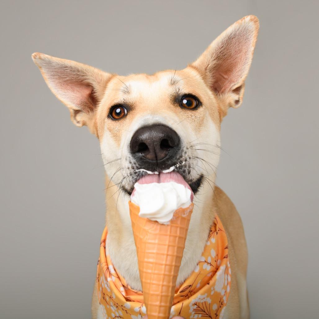 Enlarge Element, a Adoptable mixed breed in Riverside, CA image 3/6