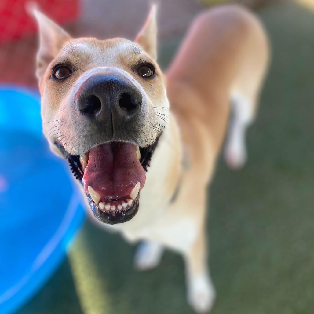 Enlarge Element, a Adoptable mixed breed in Riverside, CA image 3/6