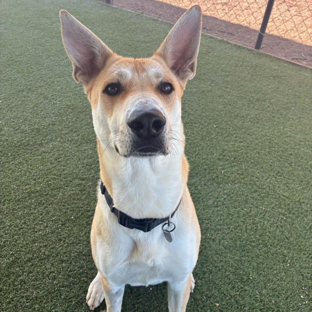 Enlarge Element, a Adoptable mixed breed in Riverside, CA image 4/6