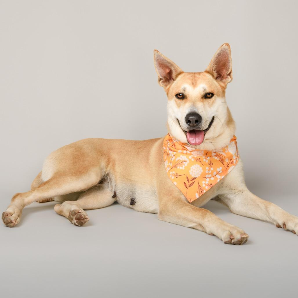 Element, a Adoptable mixed breed in Riverside, CA image 4/5