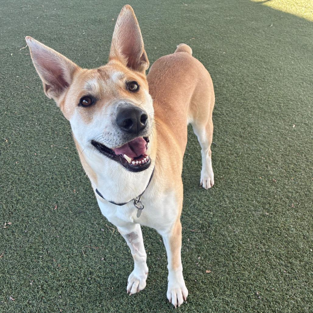 Enlarge Element, a Adoptable mixed breed in Riverside, CA image 5/6