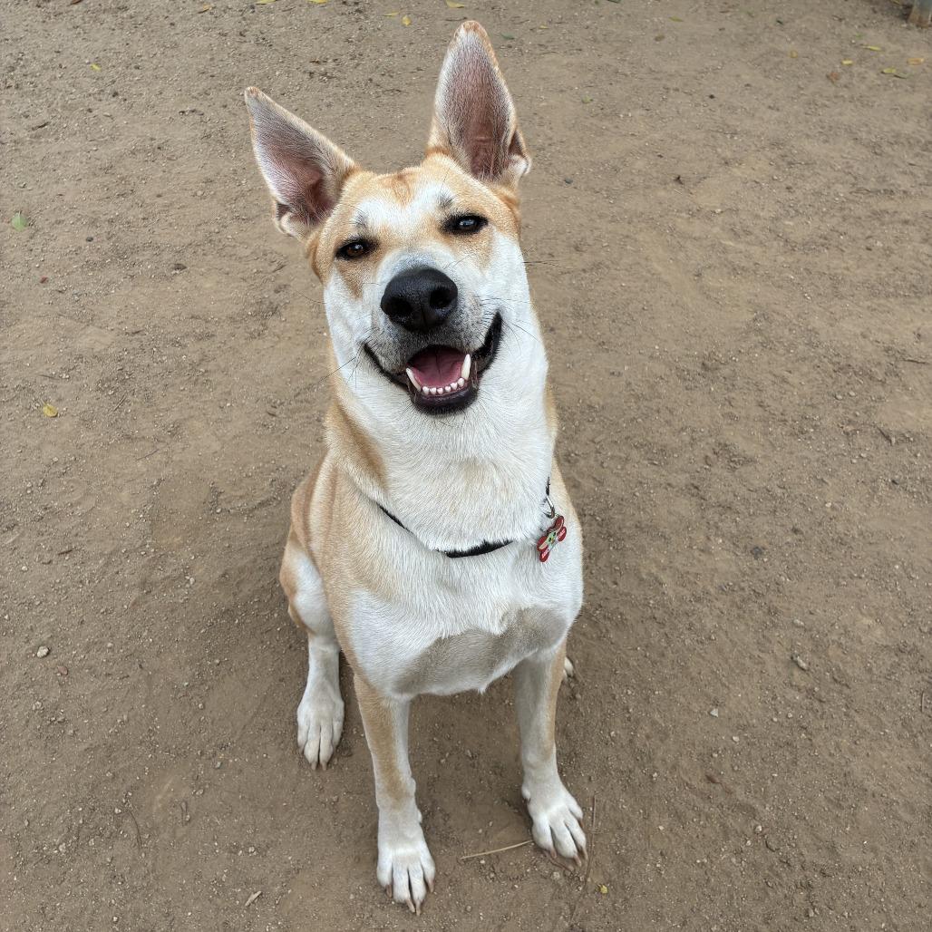 Element, a Adoptable mixed breed in Riverside, CA image 5/5
