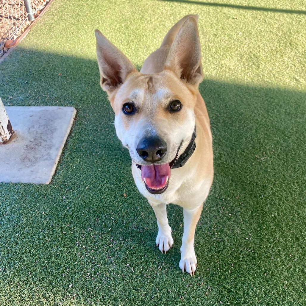 Enlarge Element, a Adoptable mixed breed in Riverside, CA image 5/6