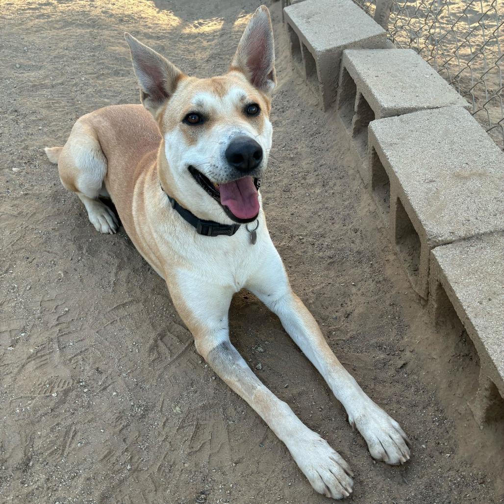 Enlarge Element, a Adoptable mixed breed in Riverside, CA image 6/6