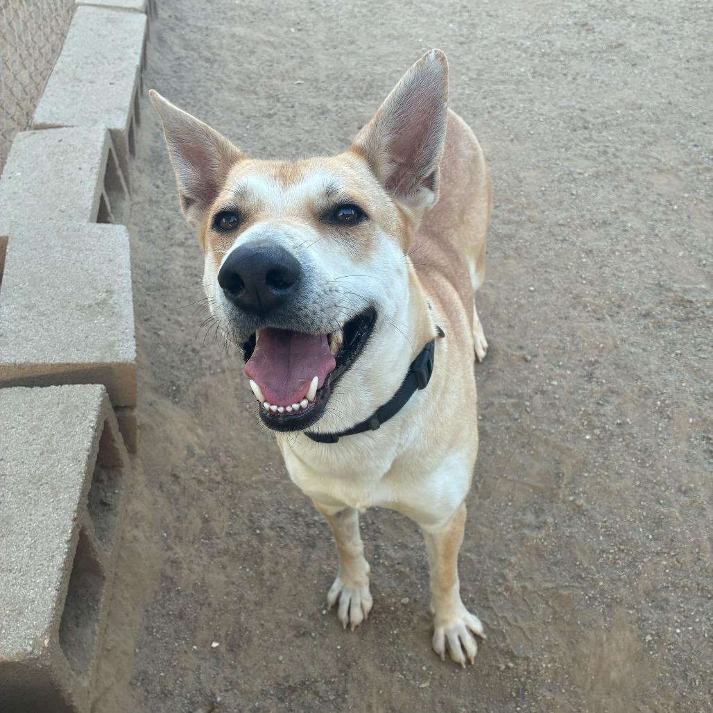 Enlarge Element, a Adoptable mixed breed in Riverside, CA image 5/6