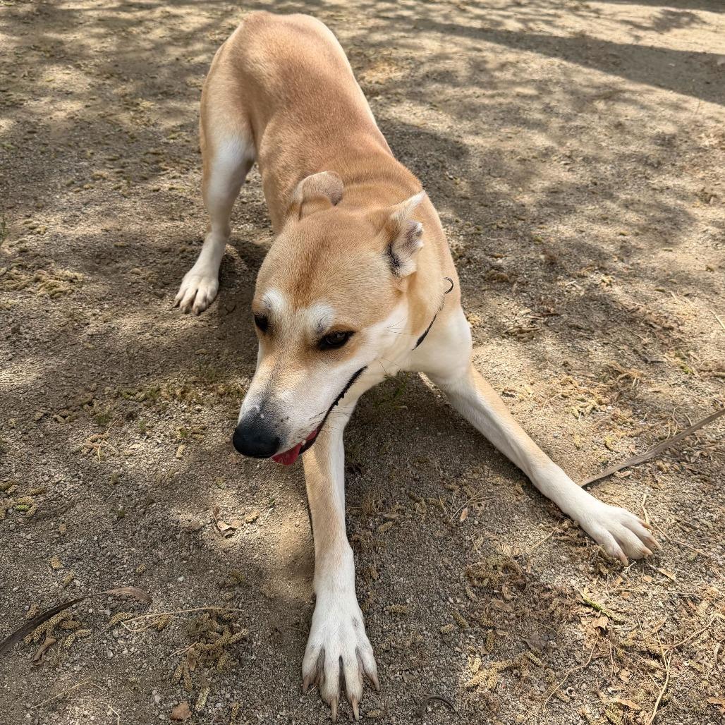 Enlarge Element, a Adoptable mixed breed in Riverside, CA image 6/6