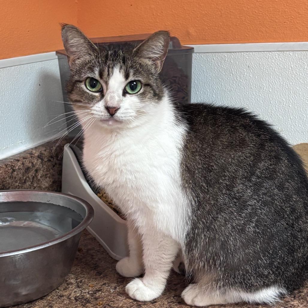 Enlarge Leia, a Adoptable American Shorthair in Fulton, TX image 1/2