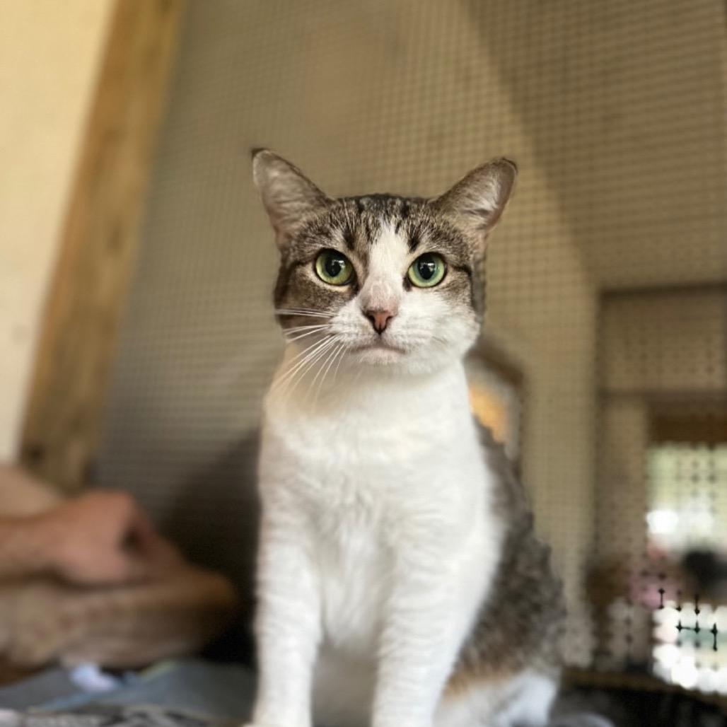 Leia, Adoptable, Adult Female American Shorthair.