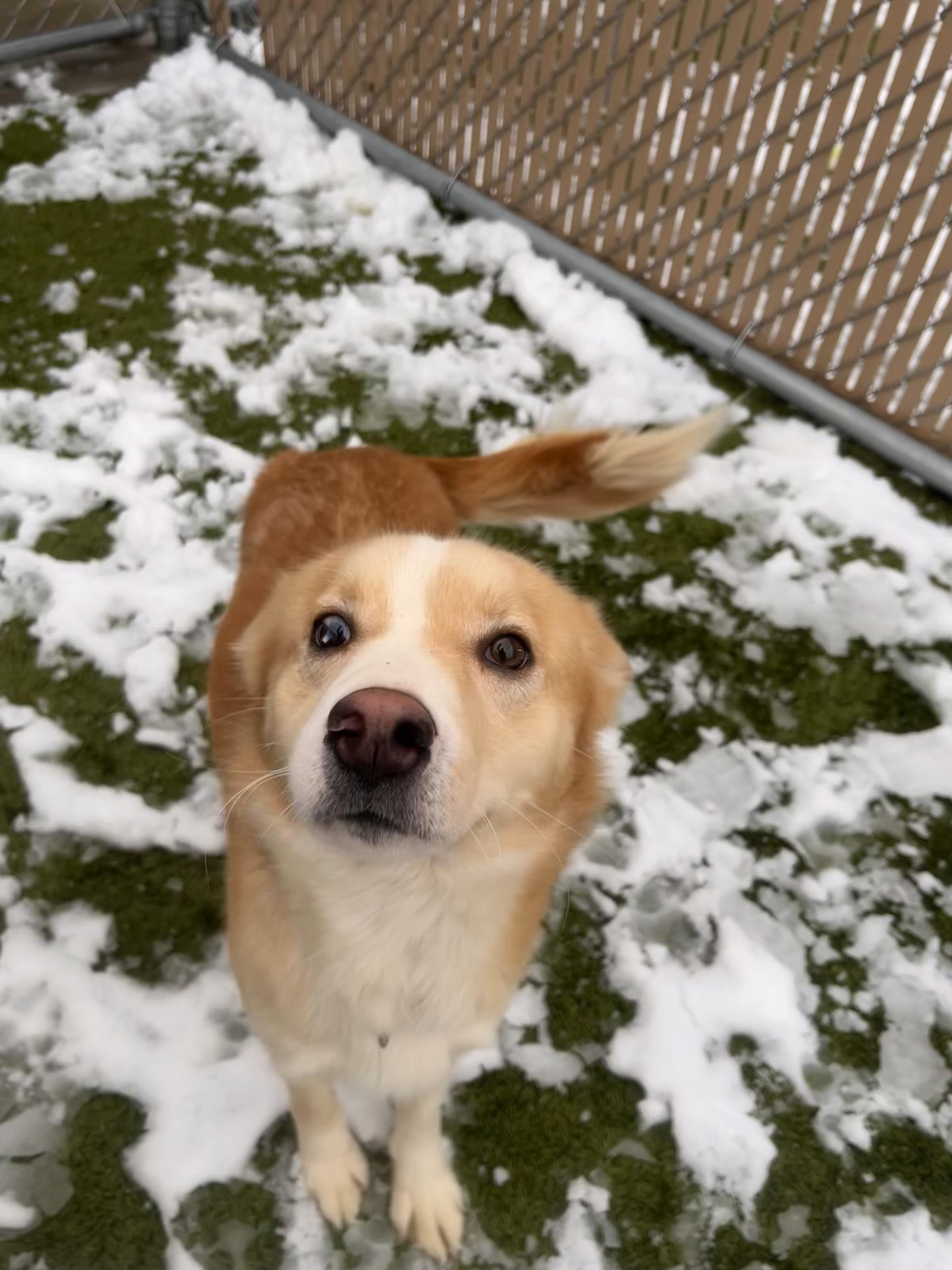 Athena, a Adoptable mixed breed in Liberty, MO image 1/5