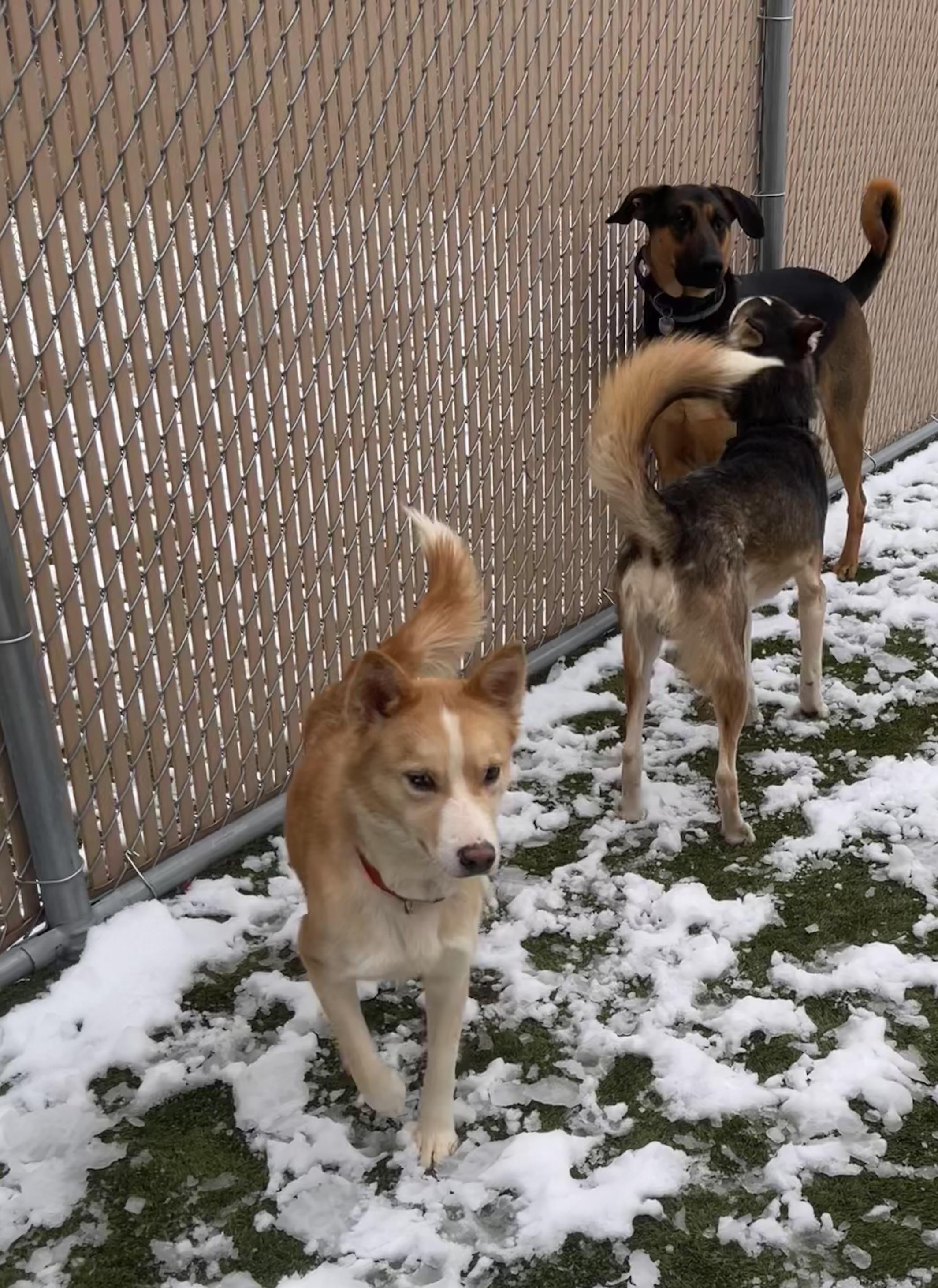 Athena, a Adoptable mixed breed in Liberty, MO image 2/5