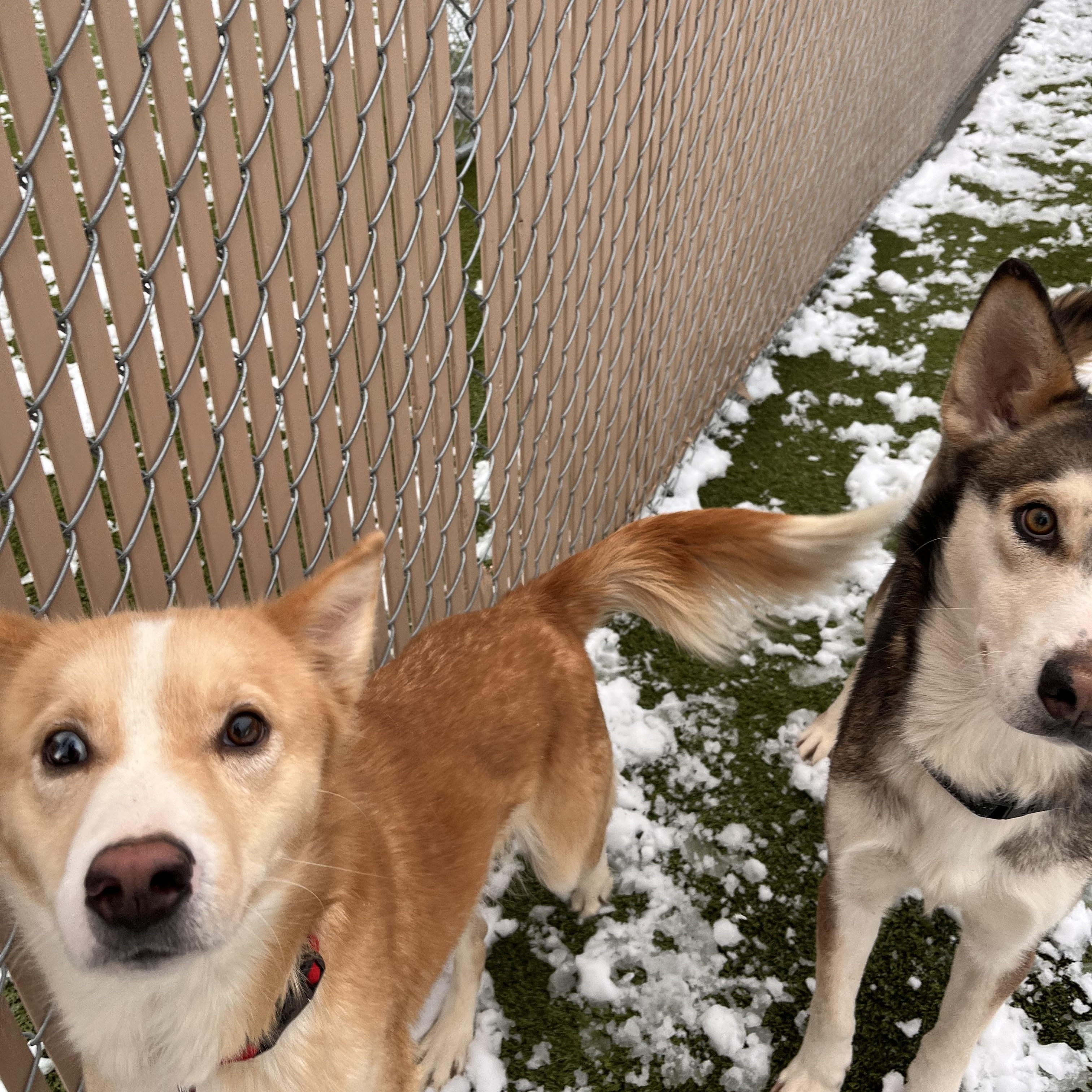 Athena, a Adoptable mixed breed in Liberty, MO image 3/5