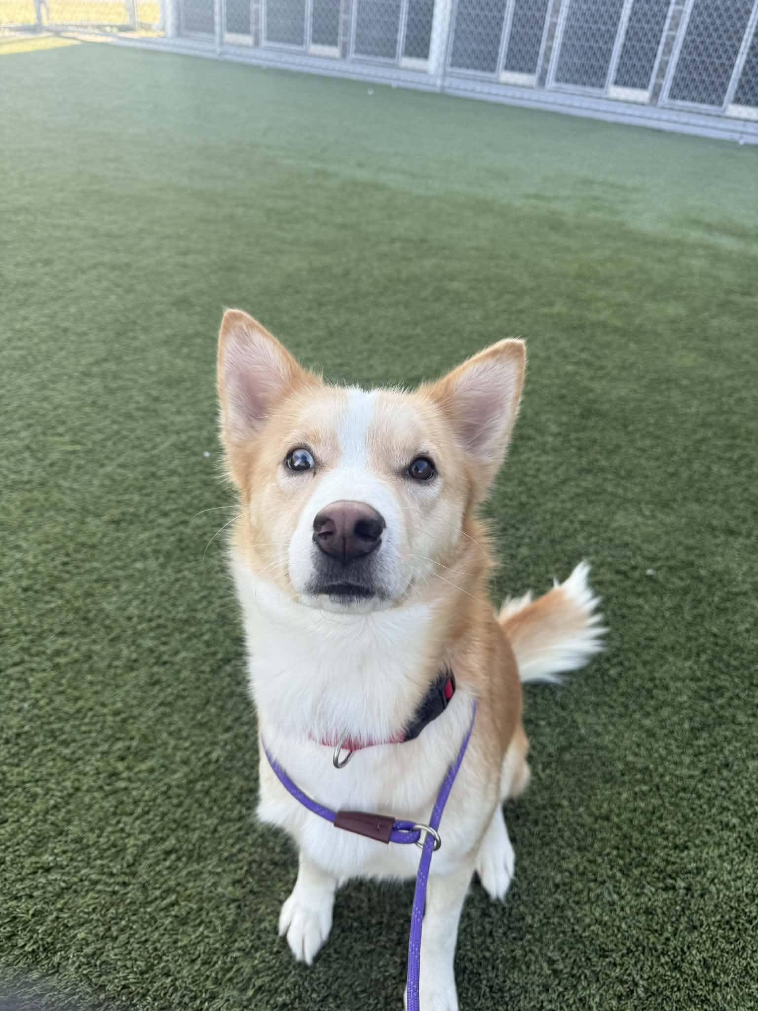 Athena, a Adoptable mixed breed in Liberty, MO image 4/5