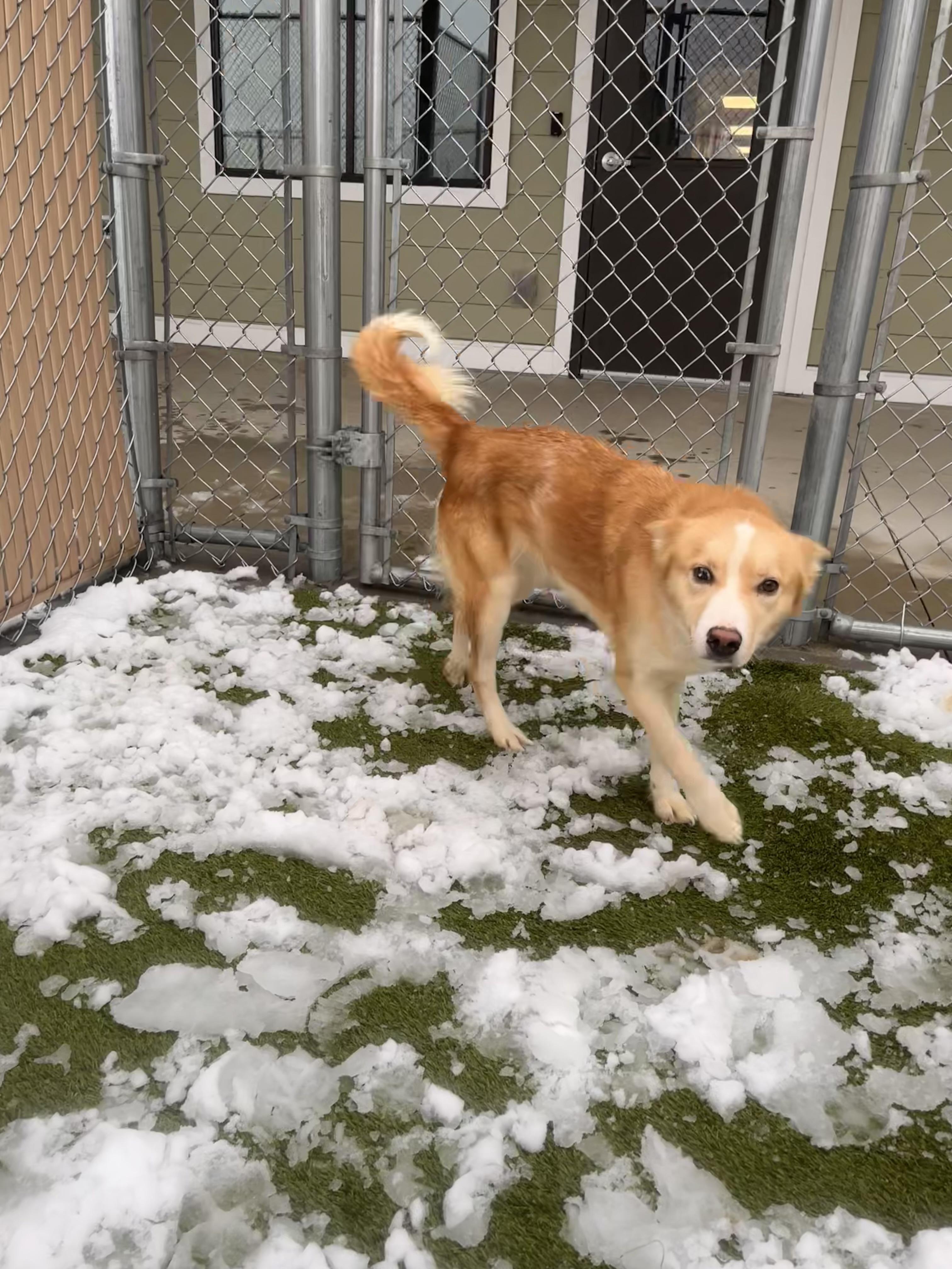 Athena, a Adoptable mixed breed in Liberty, MO image 5/5