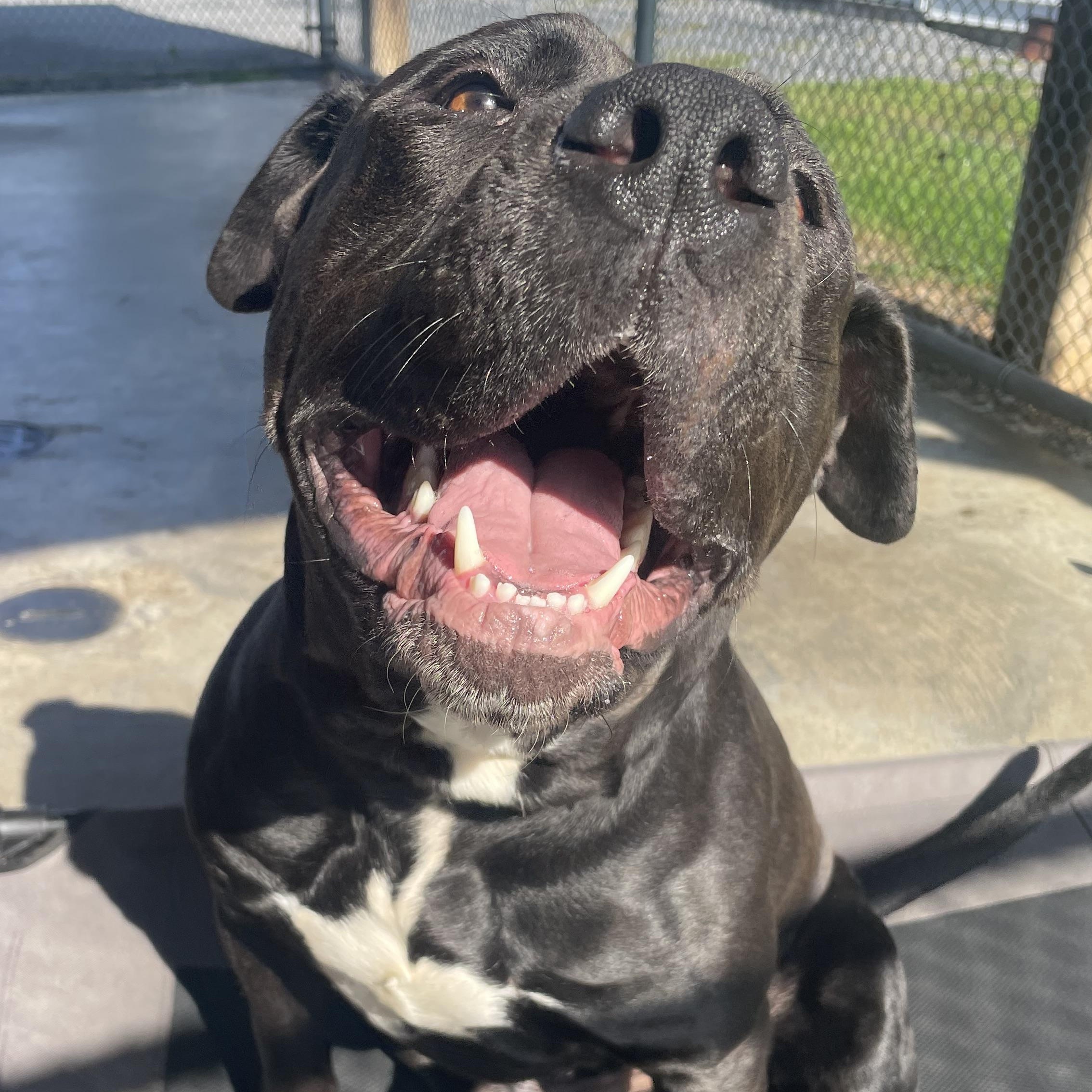 Enlarge Hippo, a Adoptable mixed breed in Edinburg, VA image 2/2