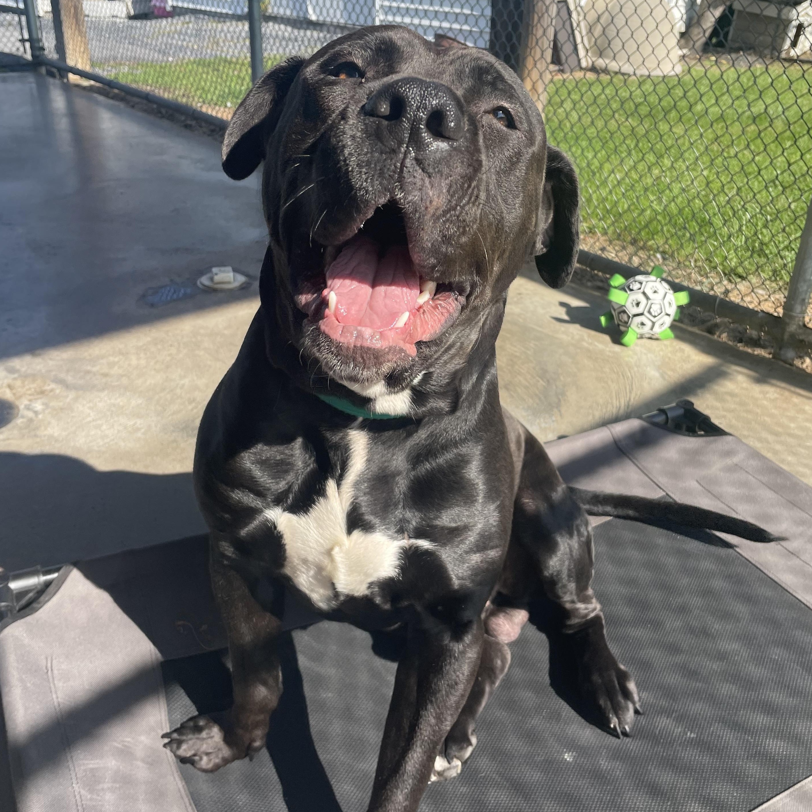 Hippo, Adoptable, Young Male Bullmastiff.