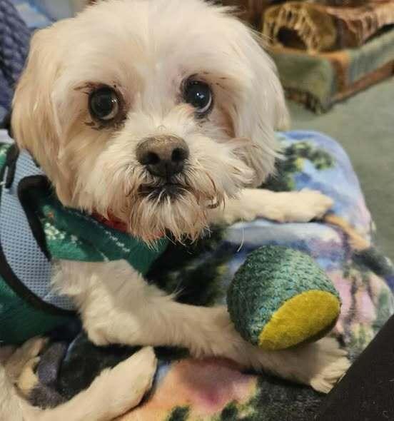 Tito, Adoptable, Adult Male Shih Tzu.