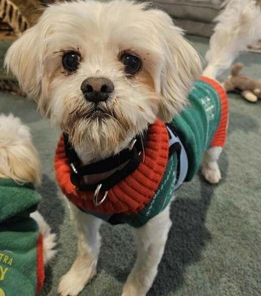 Enlarge Tito, a Adoptable Shih Tzu in Huntington, NY image 2/2