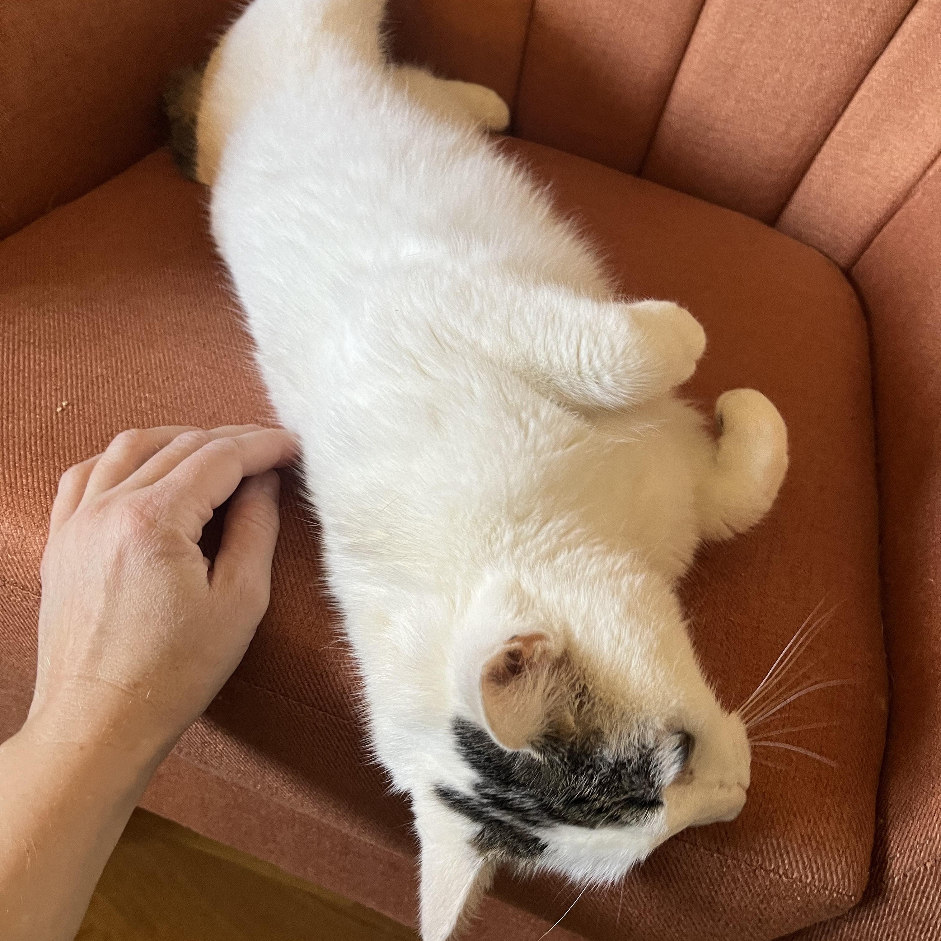 Enlarge Joy, a ADOPTABLE Domestic Short Hair in Hickory, NC image 2/3