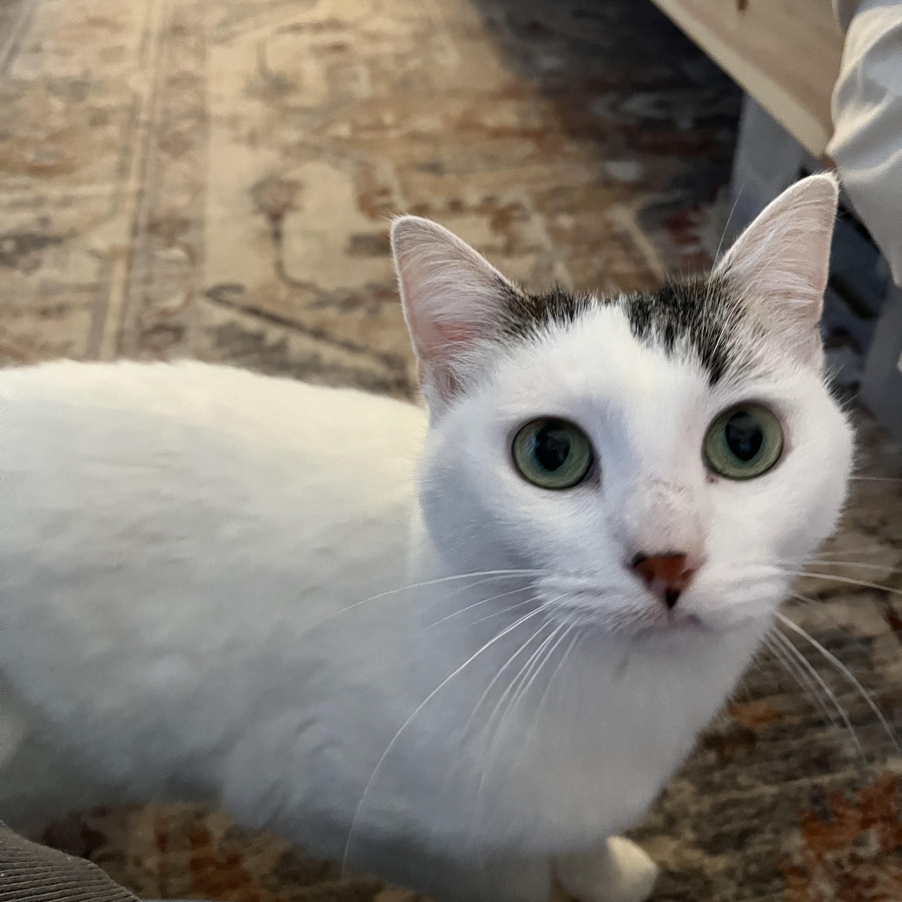 Joy, ADOPTABLE, Adult Female Domestic Short Hair.