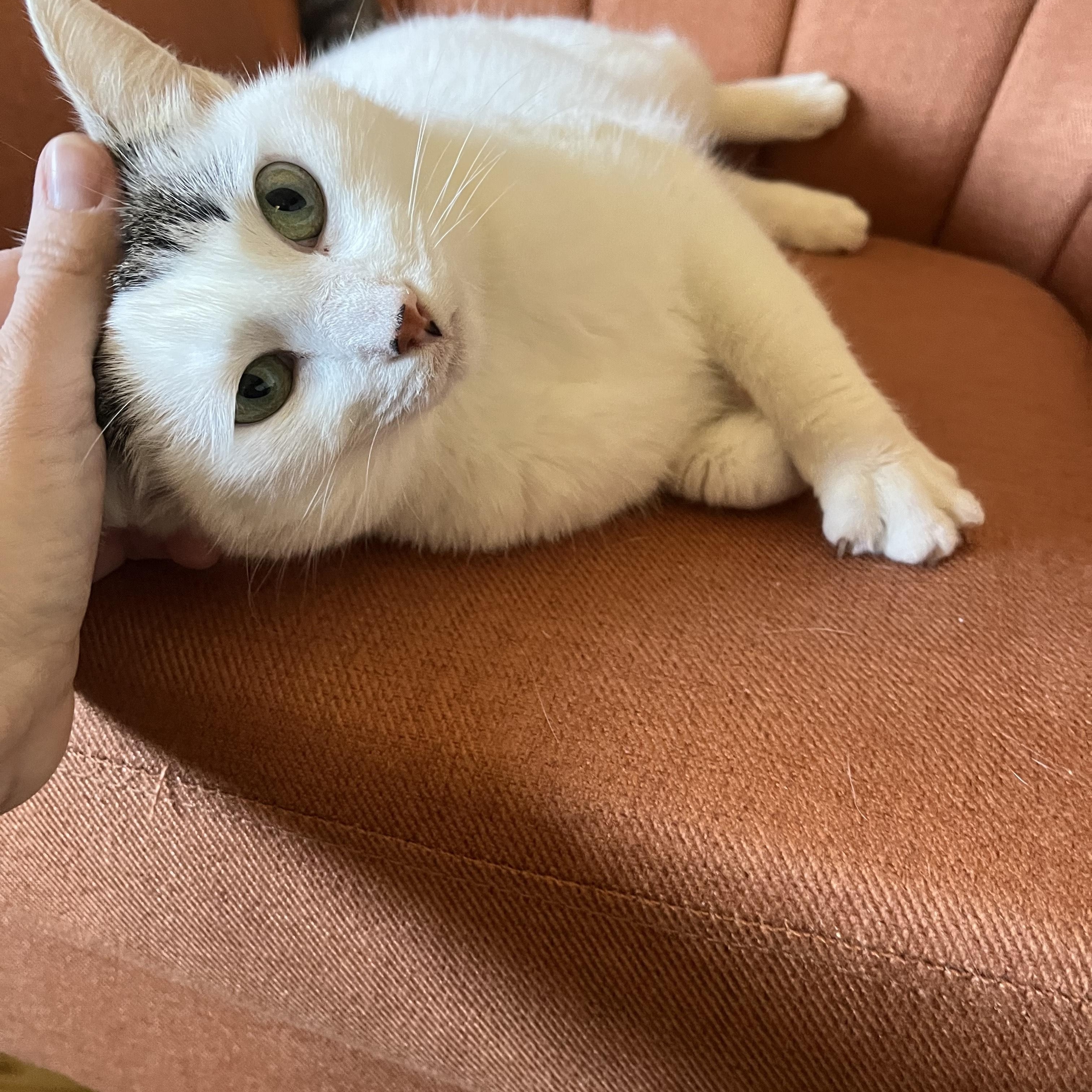 Enlarge Joy, a ADOPTABLE Domestic Short Hair in Hickory, NC image 3/3